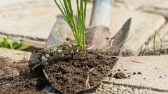 Unkraut auf Wegen verschwindet innerhalb eines Tages: Damit muss man es bestreuen