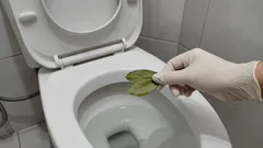 Warum man ein Lorbeerblatt in die Toilette legt: ein erstaunlicher, kaum bekannter Trick